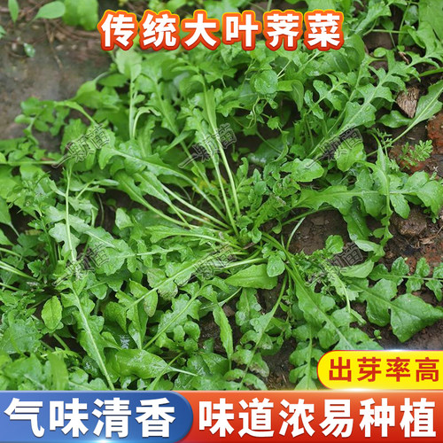 野生荠菜种子耐寒大叶荠菜种籽