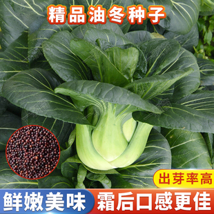 四季 黑叶油冬菜菜籽菜苔油冬儿小白菜孑青菜油菜蔬菜菜种子庭院