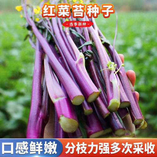 秋播红菜苔种籽早熟高产油菜心种