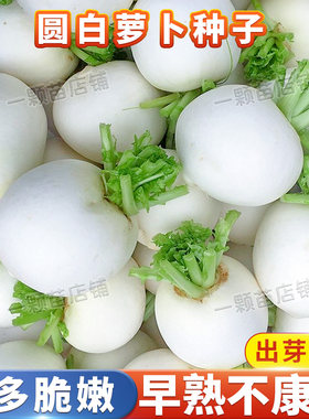 秋季播扬州圆白萝卜籽种