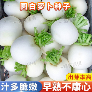 秋播扬州圆白萝卜种子大小白萝卜种老品种白萝卜籽种大全蔬菜种子