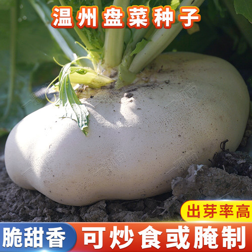 温州盘菜种子可生吃腌制新种子