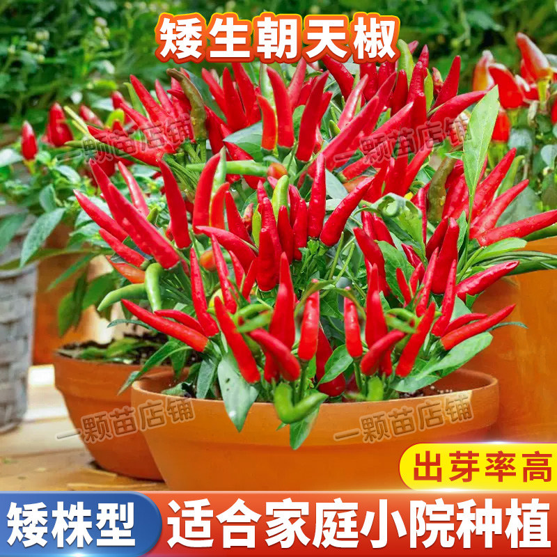 矮生朝天椒种子种籽超辣辣椒苗小米椒南方四季阳台盆栽蔬菜种孑,鲜花速递/花卉仿真/绿植园艺,家庭园艺种子,淘宝优惠券,粉丝福利购,淘宝优惠卷