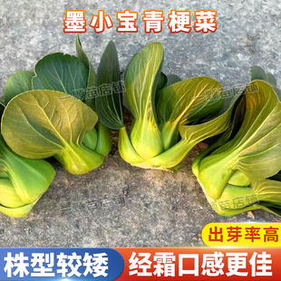 墨小宝黑叶青梗菜宁夏矮脚苏州青菜种籽上海青菜种子耐寒秋太湖菜