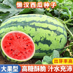 春麒麟懒汉西瓜种籽黄皮8424美都西瓜种子甜王小西瓜种籽大全早熟