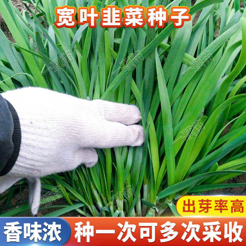 春本地大叶宽叶韭菜种子四季红根紫根韭菜种籽子阳台盆栽韭菜籽种
