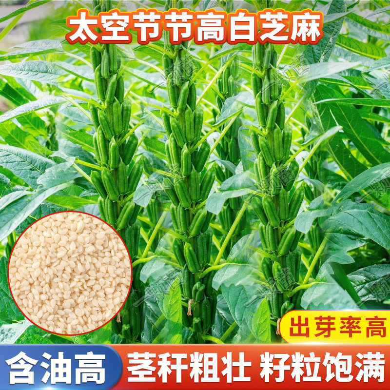 高产抗重插芝麻种子农家芝麻种图片