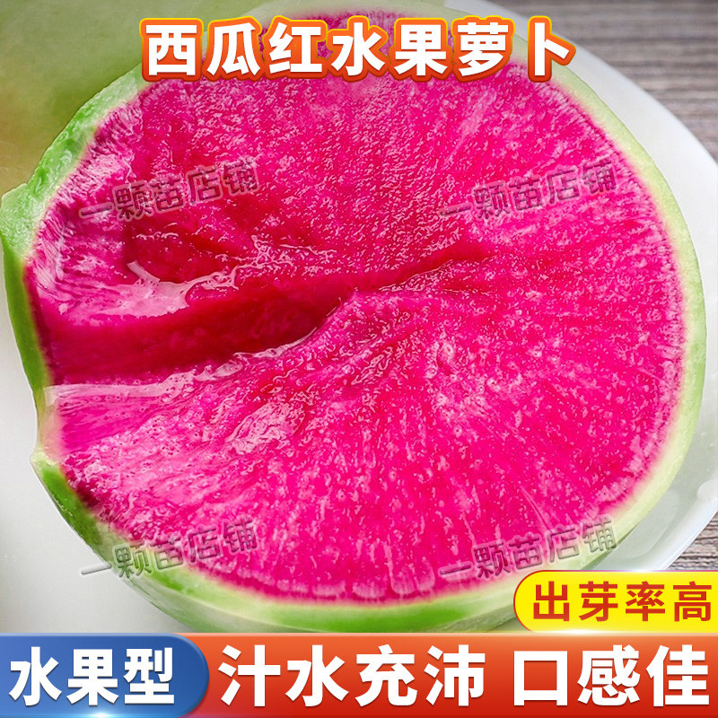 西瓜红水果萝卜种籽秋季甜脆超甜多汁绿皮红心水果萝卜种子蔬菜孑图片