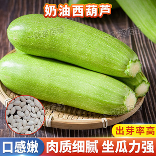 西葫芦瓜种籽种子瓜子菜苗角瓜北瓜四季盆栽高产爬藤蔬菜种孑大全