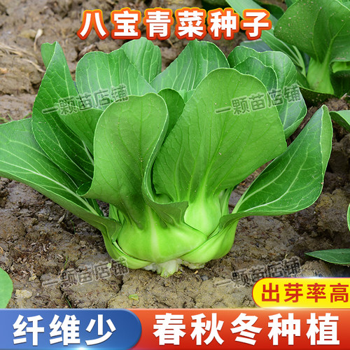 八宝青菜籽耐寒八宝青菜种子