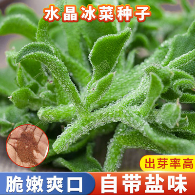 水晶冰菜种籽耐寒耐旱冰爽多汁