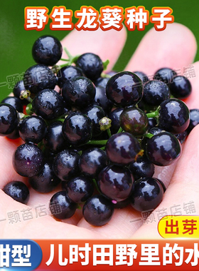 紫黑色龙葵种籽盆栽农家黑悠悠黄龙葵种孑水果种春秋季龙葵种子