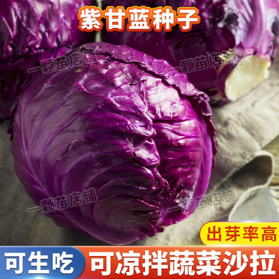 抗病耐寒耐裂紫甘蓝菜种子