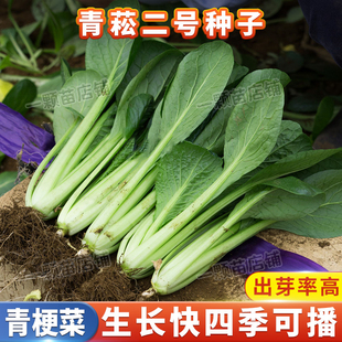 四季 耐热速生青梗小菘菜种籽早熟油菜小松菜种孑阳台盆栽蔬菜种子