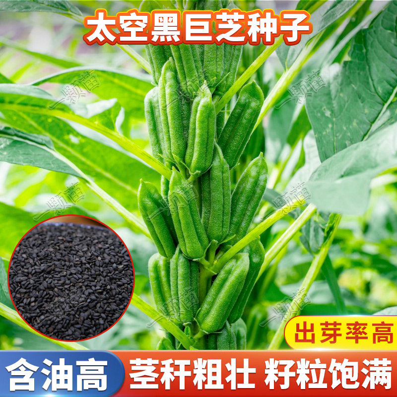 夏季黑芝麻种子高产白芝麻种子老品种芝麻种籽自种芝麻种孑抗重茬