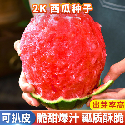 口感甜脆2k西瓜种子礼品瓜