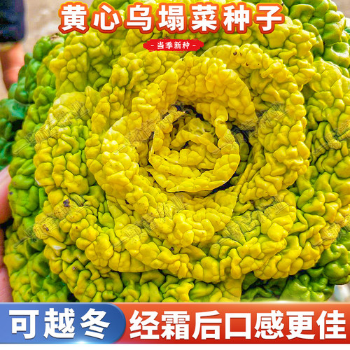 冬季黄金乌塌菜种籽可越冬耐寒强
