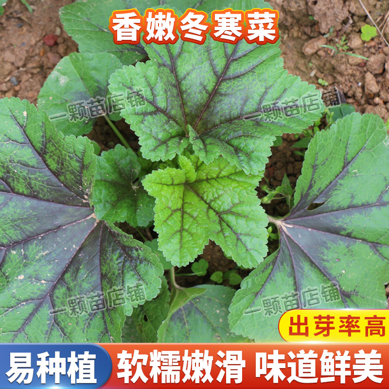 香嫩冬寒菜种子冬苋菜蔬菜种子