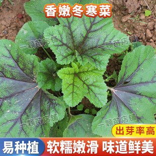 糯米冬寒菜种子籽冬苋菜四季易种庭院阳台盆栽四川冬寒菜苗蔬菜孑