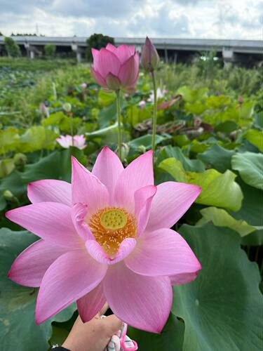 观赏荷花盆栽水养带花苞成品水缸莲藕苗池塘重瓣莲花室内四季带盆
