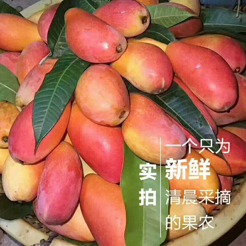 树上熟贵妃芒新鲜10斤广西芒果红金龙应季热带当季水果大果甜整箱