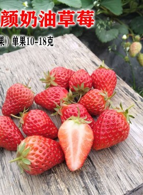 青浦红霞章姬奶油小草莓新鲜红颜应季水果 烘焙点缀3斤装顺丰包邮