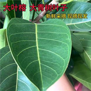 广东新鲜大叶榕叶大青树叶子现摘现发叶子喂养虫子雕刻手工艺术品