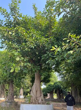 高山榕大叶榕气生根大青树万年青富贵榕庭院绿植园林造景四季常绿