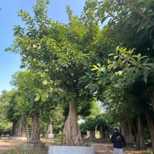 高山榕大叶榕气生根大青树万年青富贵榕庭院绿植园林造景四季常绿