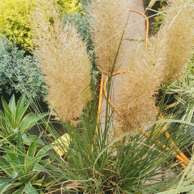 花境植物矮蒲苇花叶蒲苇金边蒲苇粉观赏草多年生四季常绿耐寒植物