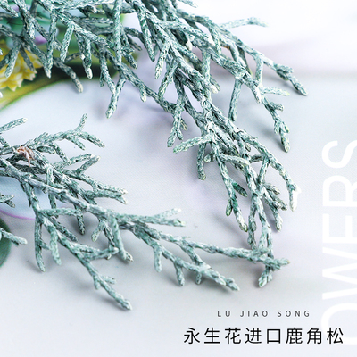 大地农园圣诞松针鹿角松鹿苡