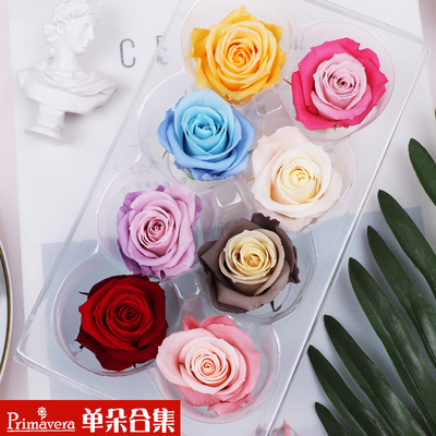 日本玫瑰永生花prinavera