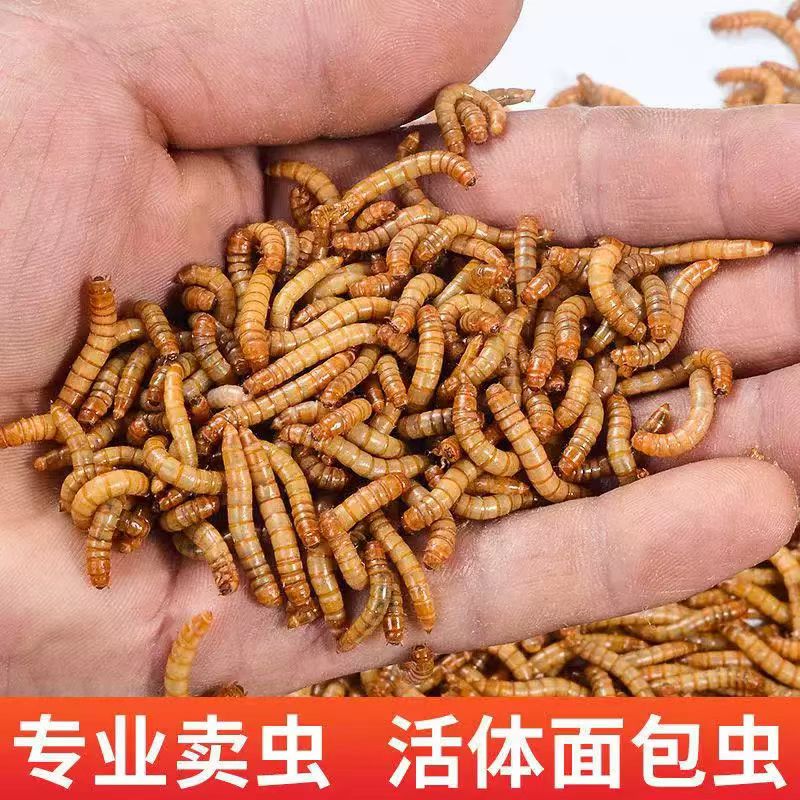 面包虫活体黄粉虫宠物营养