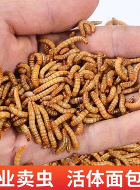 面包虫活体黄粉虫宠物营养