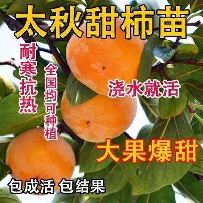 嫁接太秋柿子苗南北方阳台庭院种植盆栽地栽果树苗