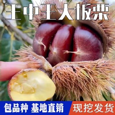 嫁接王中王大板栗树苗当年结果南北方庭院种植盆栽地栽耐寒果树苗