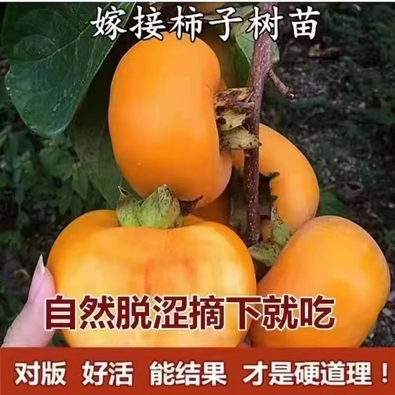 嫁接阳丰脆甜柿子苗南北方阳台庭院种植盆栽地栽果树苗