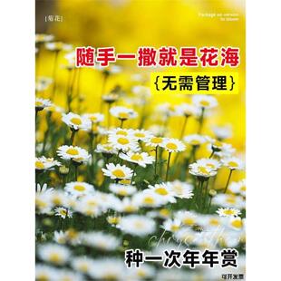 菊花种子大全翠菊花种籽糖果菊混色千头菊四季种开花易活盆栽花籽