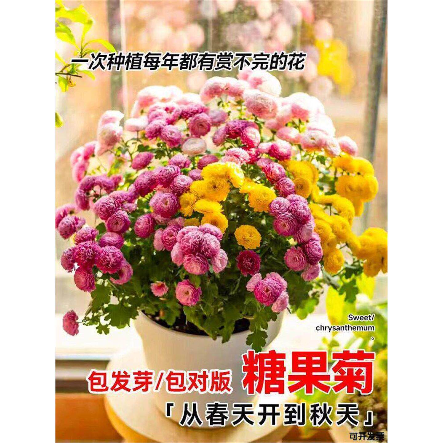 耐寒四季糖果种七彩种子菊花种子混色种籽菊千头庭院花卉桔梗花洋