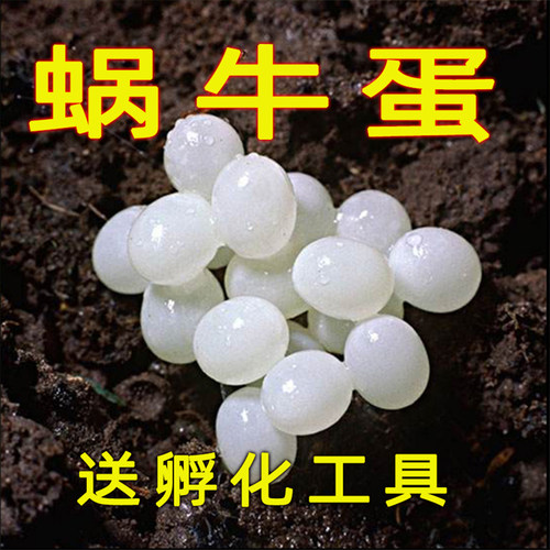 大小白玉蜗牛卵宠物孵化卵蜗牛蛋