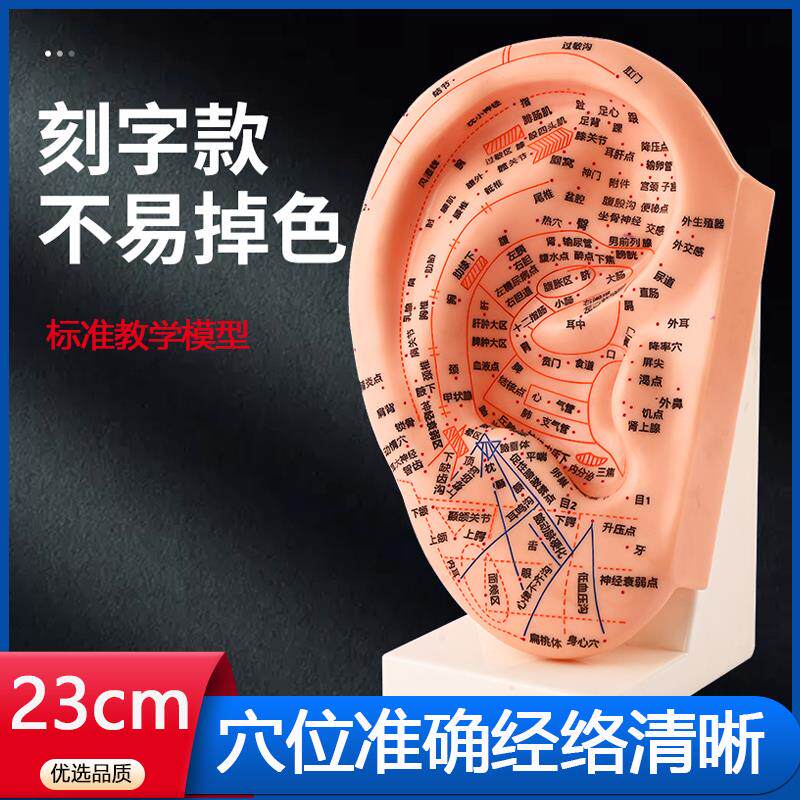 刻字耳针穴位模型23CM带底座针灸耳模耳朵模型 按摩模型针灸模型