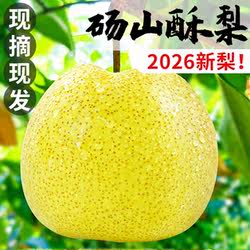 安徽正宗砀山酥梨10斤梨子新鲜水果应当季整箱特产香梨脆雪梨包邮