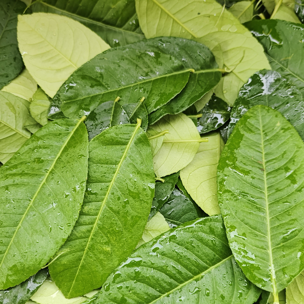 香水柠檬叶新鲜纯叶 冬阴功汤料食用香料青柠叶 鱼生奶茶店配料