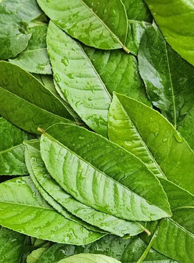 新鲜柠檬叶广东香水柠檬叶奶茶鱼生柠檬叶奶茶香料冬阴功汤配料