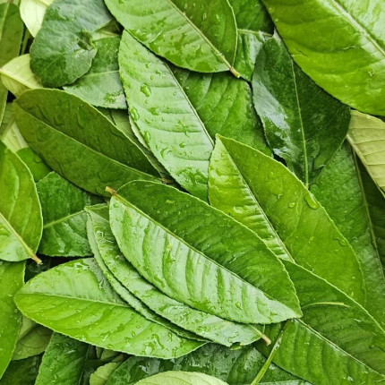 新鲜柠檬叶广东香水柠檬叶奶茶鱼生柠檬叶奶茶香料冬阴功汤配料