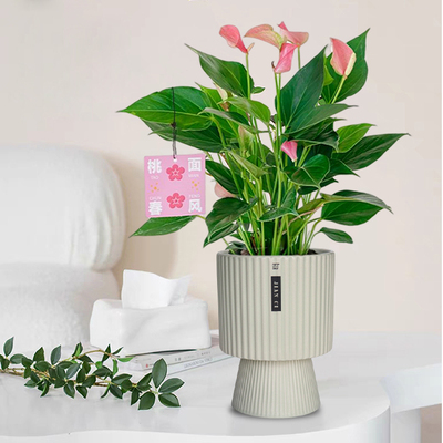 陶瓷现代简约条纹兰花高脚花盆