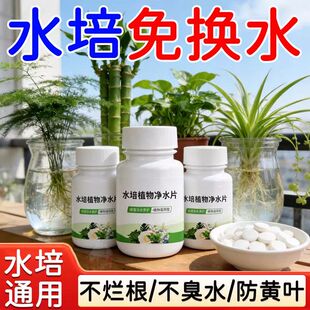 爆根】富贵竹专用净水片水培植物净水片防水发臭黄叶促生根保鲜片