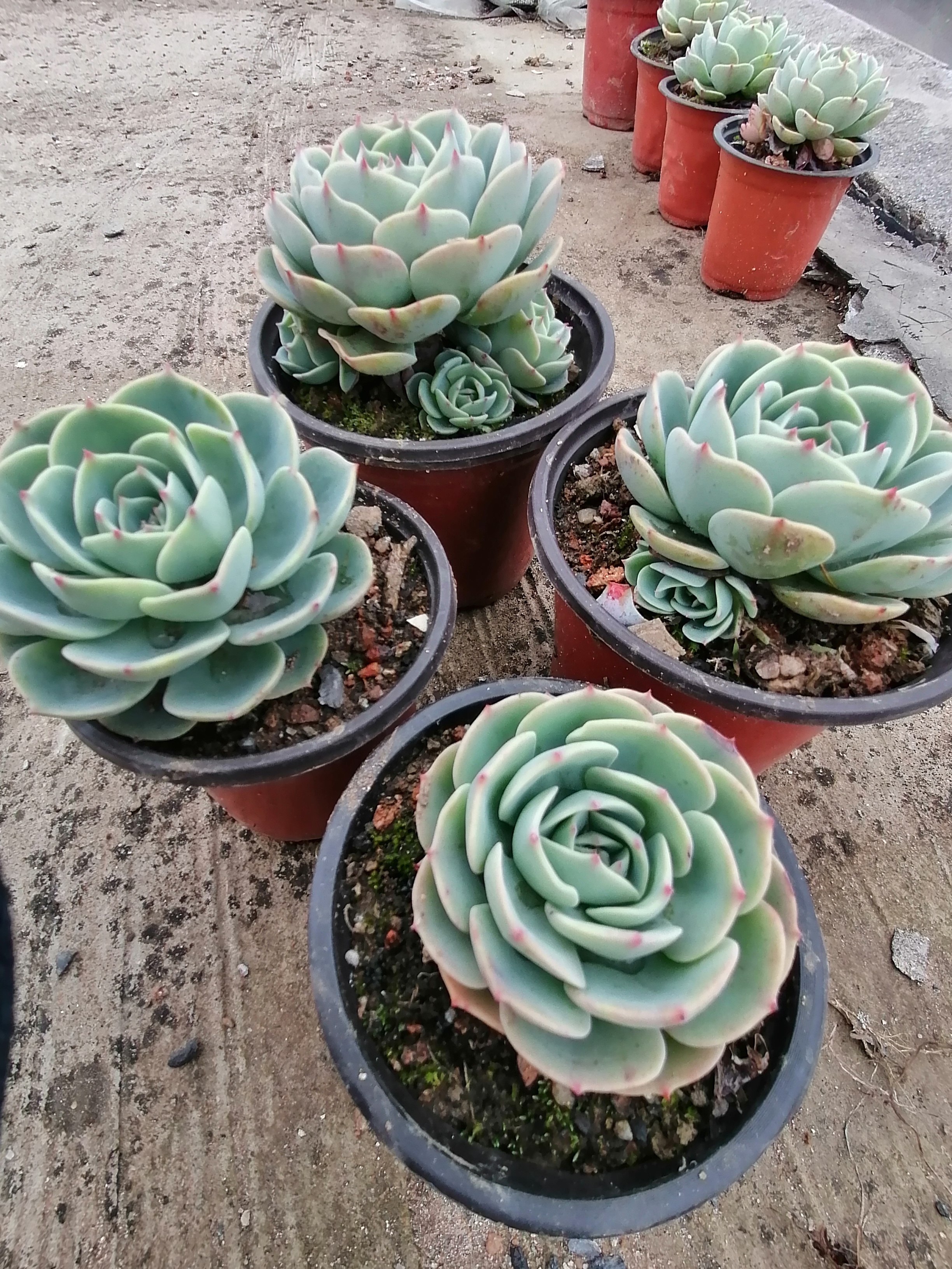 楼顶露养玉蝶4颗单头可拼盆30包邮