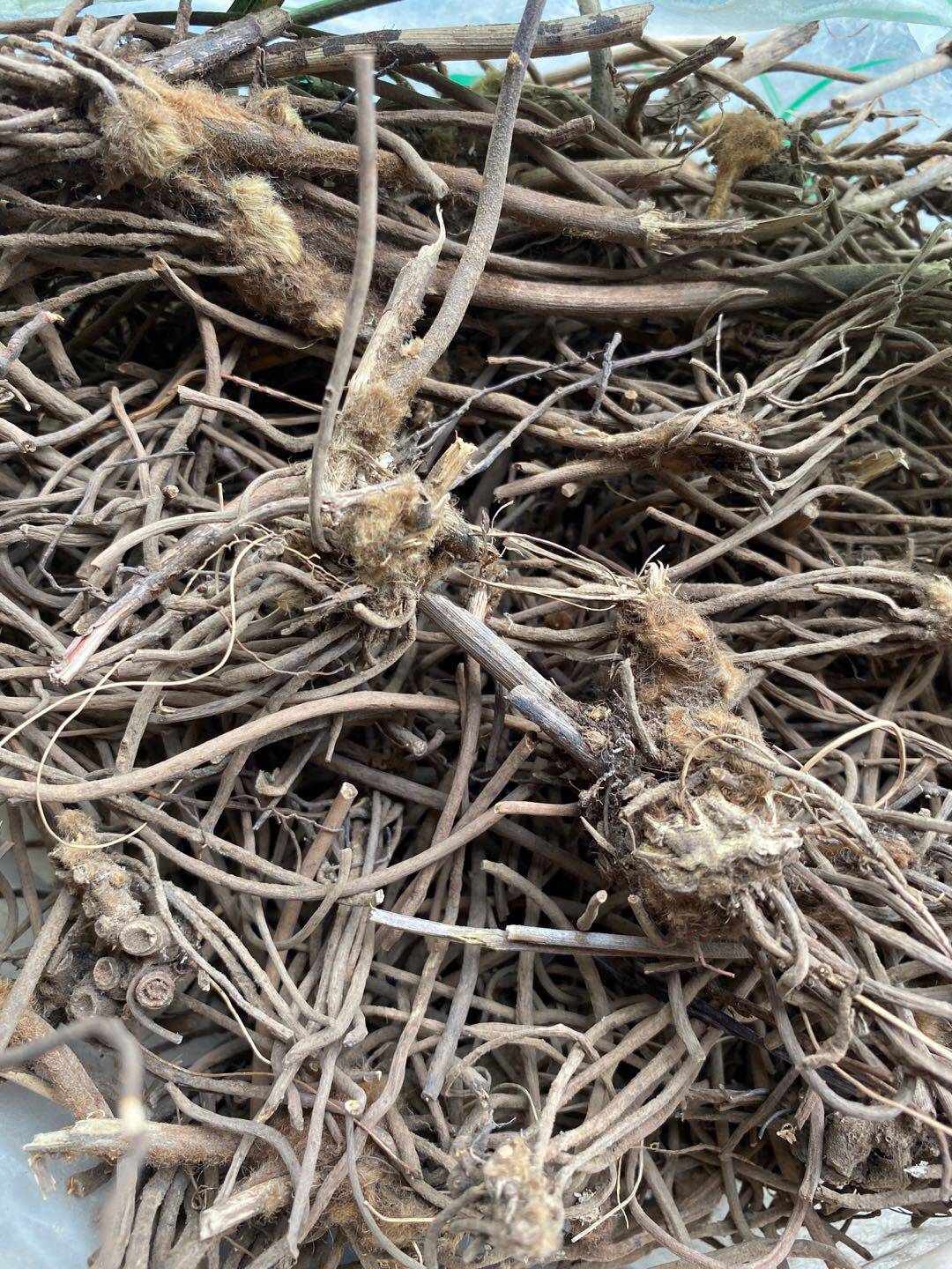 叶下花  云南追风箭兔耳风地黄连正品中药材中草药