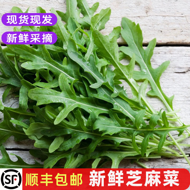新鲜芝麻菜 芝麻叶火箭菜西餐食材沙拉披萨配菜即食蔬菜 顺丰包邮